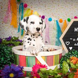Cavalier King Charles Spaniel and Dalmatian Puppies from Cadence Hall