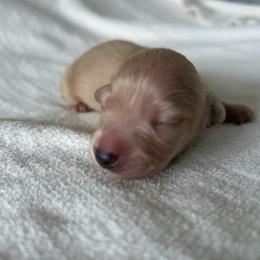 Dude - Cream male Dachshund puppy in Sebring, Florida from Mini Weenies