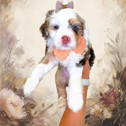 Frida - Chocolate merle female Bernedoodle puppy in Norcross, Georgia from Teddy Puppies