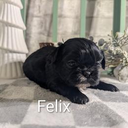Felix - Black male Shih Tzu puppy in Poultney, Vermont from Morgan's Shih Tzus