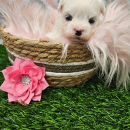 Pearl - White female Maltese puppy in Monticello, Iowa from Ashley’s Puppies