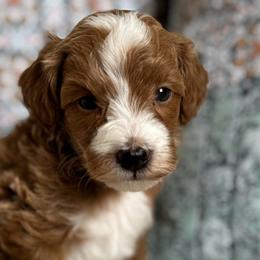 Waffles-blue - Red  male Goldendoodle puppy in Beckley, West Virginia from By Design Doodles