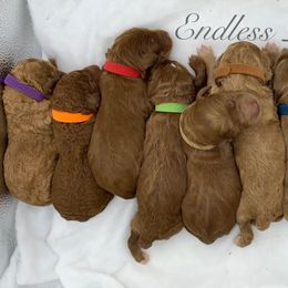 Goldendoodle and Labradoodle Puppies from Endless Pawsabilities Breeding and Training