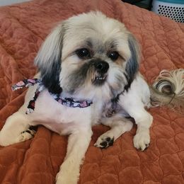 Bella - Shih Tzu