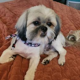Bella - Shih Tzu