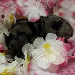 Splash - Dapple male Dachshund puppy in Bradenton, Florida from Leah’s Suncoast Doxies