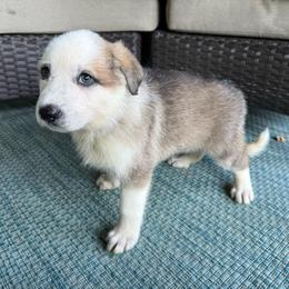 Panda Female 1 - Panda female German Shepherd puppy in Tafton, Pennsylvania from Pocono GSD