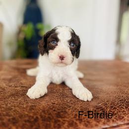 Blue-eyed Birdie - Chocolate female Cavapoo puppy in Strasburg, Pennsylvania from Still Water Puppies