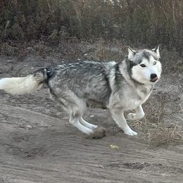 Nakita - Siberian Husky