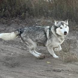 Nakita - Siberian Husky