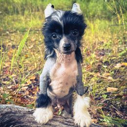 Chinese Crested puppies from Bare Nakeys Kennel and Cattery