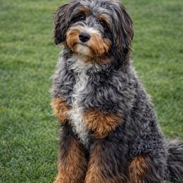 Thelma - Australian Mountain Doodle