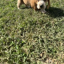 Boy 3 - Mahogany and white male Basset Hound puppy in Tahlequah, Oklahoma from HNH Hounds