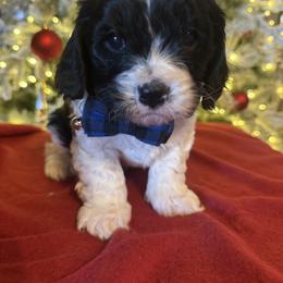 Bruno - Black and white male Cavapoo puppy in Howe, Oklahoma from Cuddly Cavapoos
