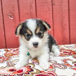 Peppermint - Black and tan female Pembroke Welsh Corgi puppy in Fortine, Montana from North Star Pembroke Welsh Corgi's