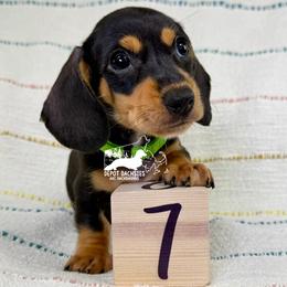 Buddy AKC - Black and tan male Dachshund puppy in South Easton, Massachusetts from Depot Dachsies