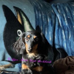 Rain - Dachshund