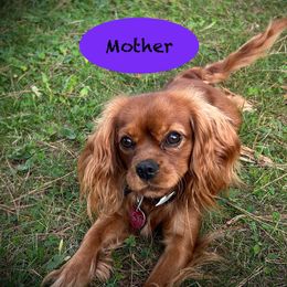 Dixie - Cavalier King Charles Spaniel