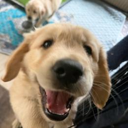 Iggy - Light golden male Golden Retriever puppy in Parma, Ohio from Big Creek Goldens