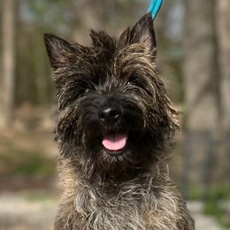 Ju Ju - Cairn Terrier