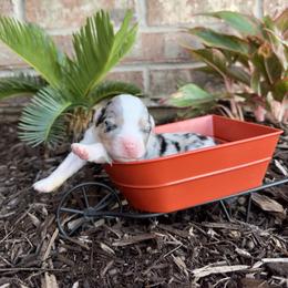Australian Shepherd Puppies from Aussome Okie Aussies