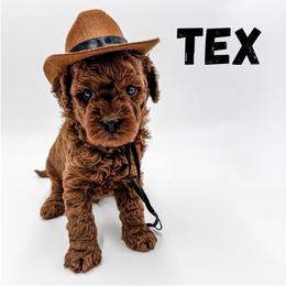Tex - Red  male Goldendoodle puppy in Eagle Mountian, Utah from The Puppy Family