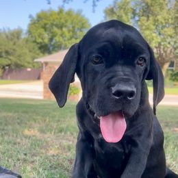 Elsa - AKC - Black female Cane Corso puppy in Denton, Texas from Raising Kane Corso’s