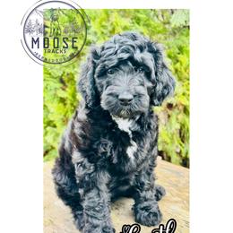 Castle - Black female Bernedoodle puppy in Belleville, Michigan from Moose Tracks Bernedoodles