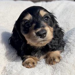 Black and Cream -- Boy 1 - Black and cream male Dachshund puppy in Kalama, Washington from Dazzling Doxies