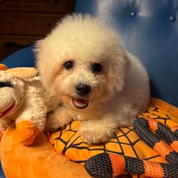 Purple passion - White male Bichon Frise puppy in Chatham, Illinois from Whitecreek