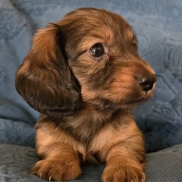 Dachshund puppies from Marilyn's Dachshunds