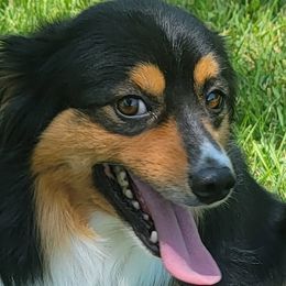 Miniature Australian Shepherds from Allan Smith