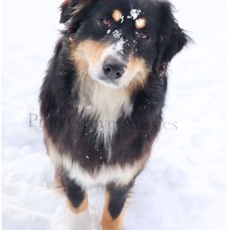 Pepper - Black tri-color female Australian Shepherd puppy in Kentland, Indiana from Pine Grove Aussies