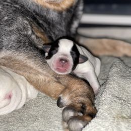 Australian Cattle Dog Puppies from Tin Roof Australian Cattle Dogs