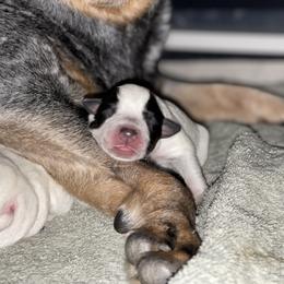 Australian Cattle Dog Puppies from Tin Roof Australian Cattle Dogs