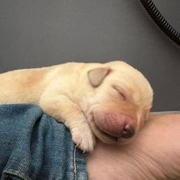 Yellow female 2 - Yellow female Labrador Retriever puppy in Menifee, California from The Golden Leash Kennels