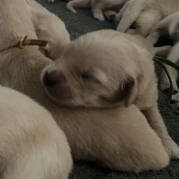 Yellow Boy - Golden male Golden Retriever puppy in Amissville, Virginia from Houston’s Golden Haven