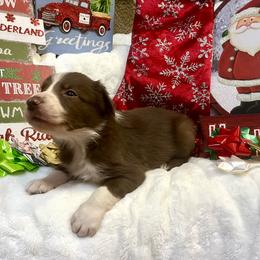 Border Collie and Jack Russell Terrier Puppies from CP FARMS BORDER COLLIES N JACKS CORP