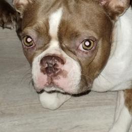 Rosie - Boston Terrier