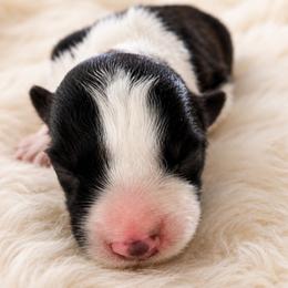 KC CHAMPION BLOODLINE- Darth Vader - Black and white male Border Collie puppy in Conroe, Texas from Aloha Border Collies- AKC Champion Bloodline