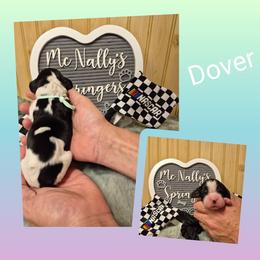 Dover - Black and white female English Springer Spaniel puppy in Freeland, Michigan from McNally's Springer Spaniels