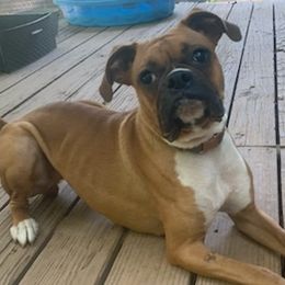 Boxers from Speak Out Kennel