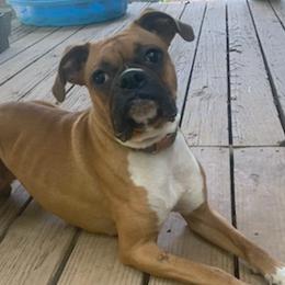 Boxers from Speak Out Kennel