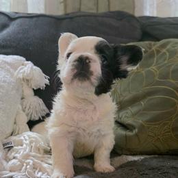 Harry Potter - Black and white male French Bulldog puppy in Franklinton, North Carolina from Sweet Carolina Kennel