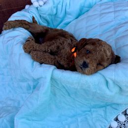 German Shorthaired Pointer and Labradoodle Puppies from Faddis Family Farms