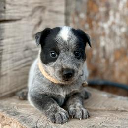 Muffin - Blue female Australian Cattle Dog puppy in Sahuarita, Arizona from A2 Australian Cattle Dogs