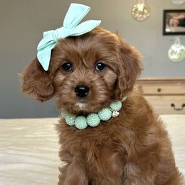 Athena-pink - Brown Cavapoo puppy in South Jordan, Utah from Lucky Doodles