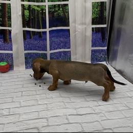 Shaded Red Wirehair Male - Red male Dachshund puppy in Killeen, Texas from Southern Dachshunds