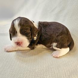 -RESERVED- White Girl (or Grace) - Liver and white female English Springer Spaniel puppy in Spanish Fork, Utah from Orchard Hill English Springer Spaniels