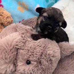 Sweetie. - Brown female Shihpoo puppy in Denver, Colorado from Angel babies
